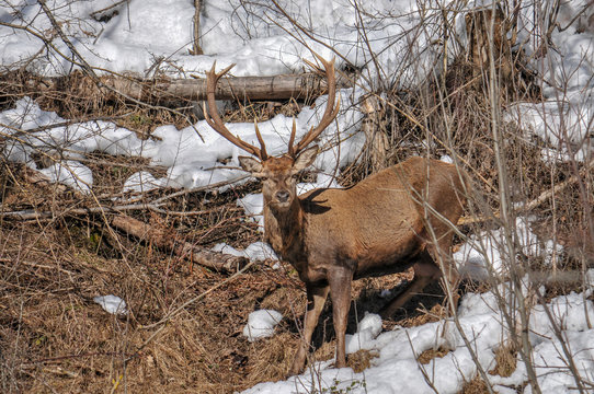 Hirsch im Wald