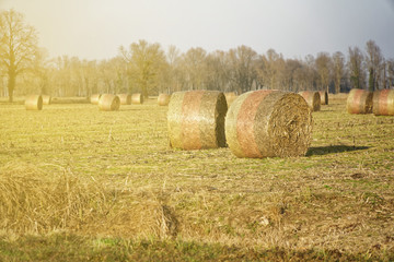 Hay in roll bales after harvest on field countryside.