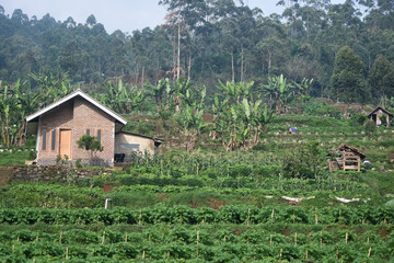 Beautiful view of Vegetable farm located at Bandung, Indonesia