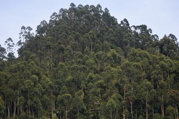 Beautiful view of Vegetable farm located at Bandung, Indonesia