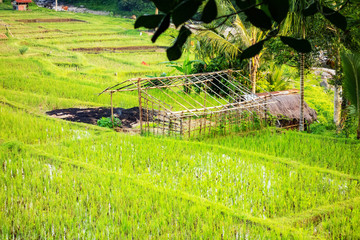 hut in a rice field in Bali Indonesia