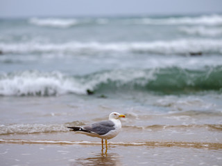 seagull at the beach in