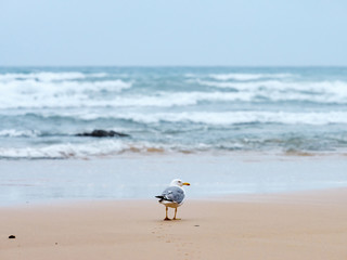 seagull at the beach in Vila Do Bispo