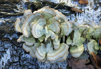 Trametes hirsuta fungus