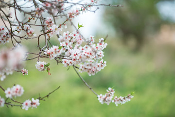 Richly flowering almond branches on green background. In the Algarve, Portugal, Europe.