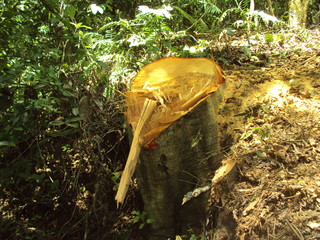 Tronco de un árbol talado