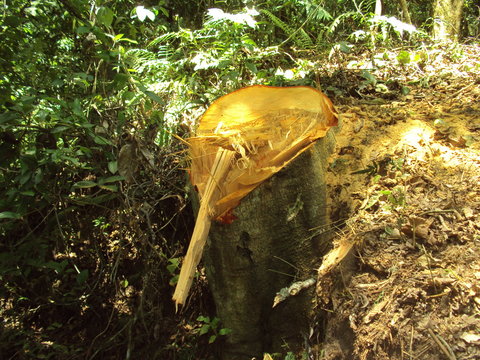 Tronco de un &aacute;rbol talado