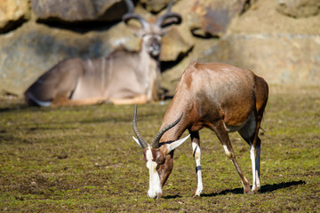 A blesbok antelope (Damaliscus pygargus) standing in grass