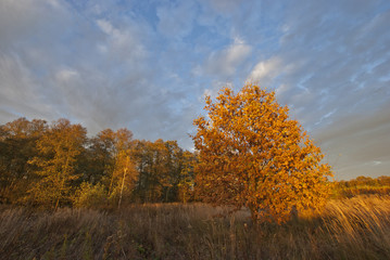 Fototapeta premium Autumn sunshine