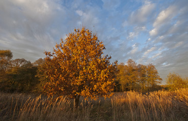 Fototapeta premium Autumn landscape with trees and blue sky