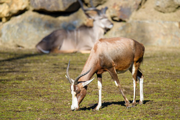 A blesbok antelope (Damaliscus pygargus) standing in grass