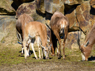 A blesbok antelope (Damaliscus pygargus) standing in grass