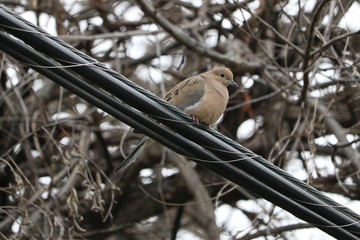Pigeon sitting on wire on cold winter day
