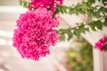 Blooming bougainvillea.