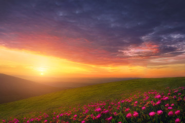 Fototapeta na wymiar spring background with beautiful landscape with flowers at sunset