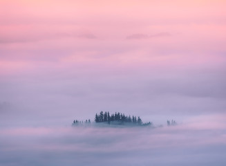 dreamy landscape background with trees surrounded by fog at sunrise