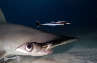Great hammerhead shark, close-up image. - obrazy, fototapety, plakaty