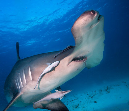 hammerhead shark feeding