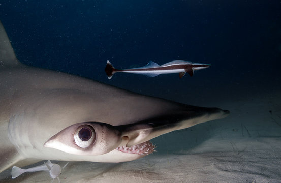 Great hammerhead shark, close-up image.