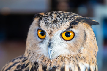 Beautiful Owl close up. Owl eyes. Background