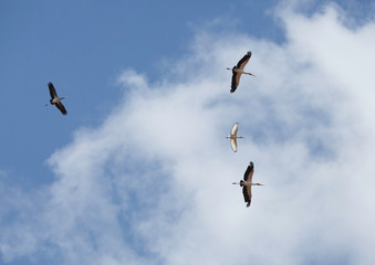 Yellow-billed stork and Black-headed Ibis in flight, Masai Mara 