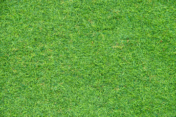 green grass texture as background.