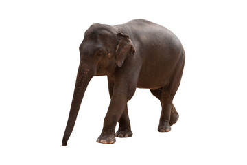 Fototapeta na wymiar elephant isolated on white background - clipping paths.