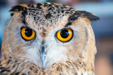 Beautiful Owl close up. Owl eyes. Background