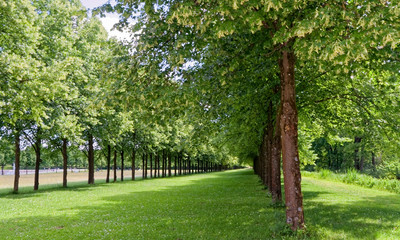 Avenue of trees in the park.