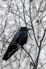 Carrion crow (Corvus corone)