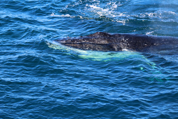 Whale, Doubtful Sound, Fiordland National Park, South Island, New Zealand