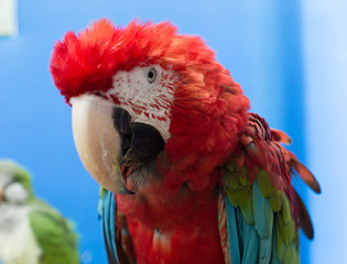 close up of big ara © Iurii Kachkovskyi