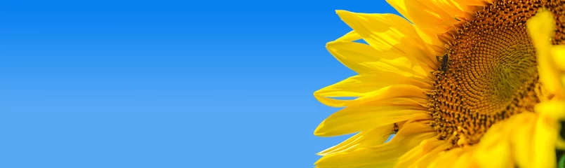 Rolgordijnen Heldergele zonnebloem met hommel wordt verlicht door zonlicht. Mock-up sjabloon. Kopieer ruimte voor uw tekst © Maryana