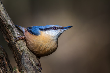 Nuthatch (Sitta europaea)