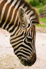 Fototapeta na wymiar Burchell Zebra (Equus burchelli), Park of the Nature of Cabarceno, Cantabria, Spain