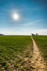 Path through young wheat on a bright late winters day taken against the sun