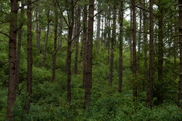 Obraz premium pine tree in green forest.