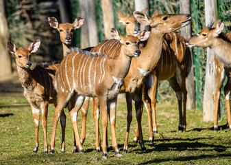 Female antelope of Lowland nyala(Tragelaphus angasii)