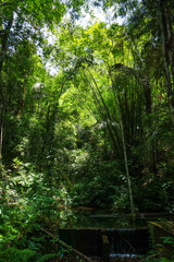 Fototapeta na wymiar jungle forest, Khao Sok, Thailand