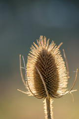Close up of a backlit Teasel head in Winter