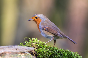 Robin (Erithacus rubecula)