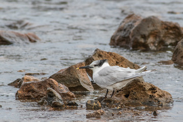 Sandwich tern (Thalasseus sandvicensis)