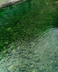 The water is green in a transparent river with a stone bottom.