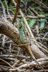 Crested Lizard in jungle, Khao Sok, Thailand