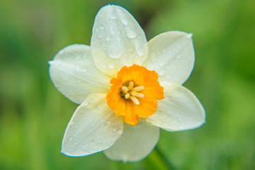 White Narcissus in the garden with rainfrops on petals