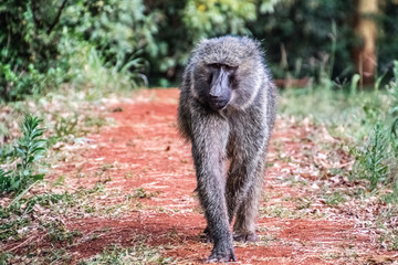 baboon walks on red sand in kenya