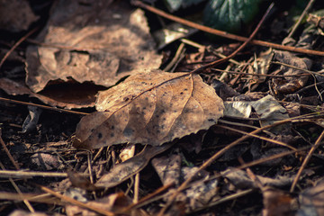 Dry autumn leaves . leaves texture background