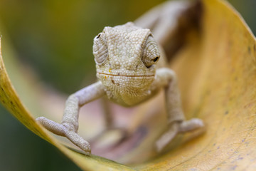 baby chameleon