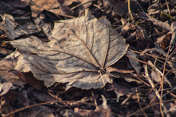 Dry autumn leaves . leaves texture background