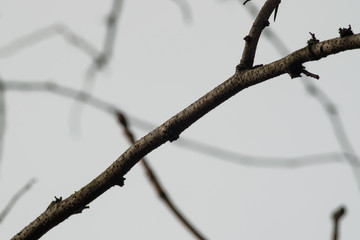 A close up of dry branches. Abstract background. Dry branch texture